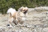 TIBETAN SPANIEL - EPAGNEUL TIBETAIN